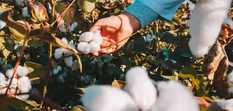 Organic Cotton caps