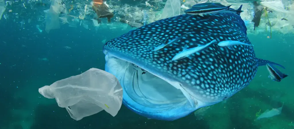 Plastic Pollution in the Oceans