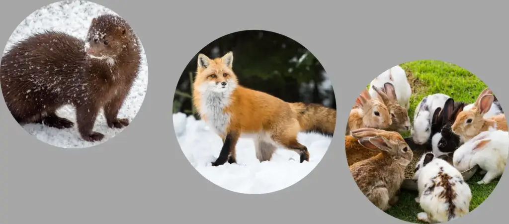 animals with fur